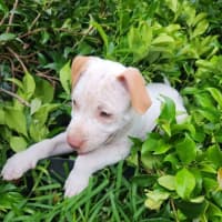 Photo of Marty   8 Week Old Cattle Dog X