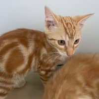 Photo of Pappardelle