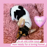 Photo of Little Louis 