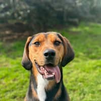 Photo of Boxer
