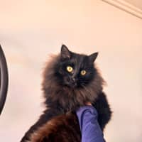 Photo of Rollie