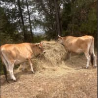 Photo of Wilson And Greg