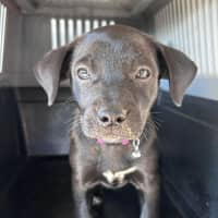 Photo of The Hawaiian Girls!