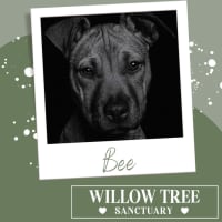 Photo of Bee