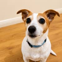 Photo of Roxy