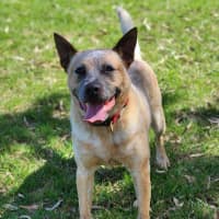 Photo of 🥏 Benji 5550 🥏