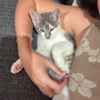 Photo of Lupin