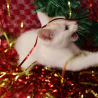 Photo of Katinka