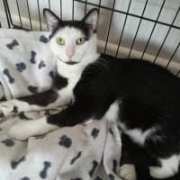 Photo of Smyth & Simmo   2 Year Old Domestic Shorthair