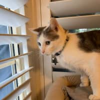 Photo of Rose *9 Lives Project Rescue*