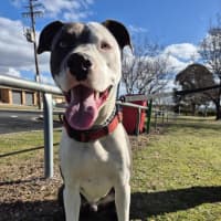 Photo of Windsor 🏎️