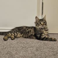 Photo of Luna (Was Cleo)