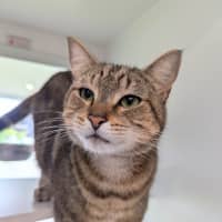 Photo of Siren