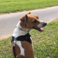 Photo of Chip