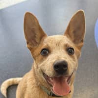 Photo of Echo