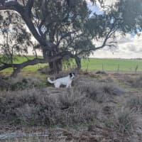 Photo of Toby