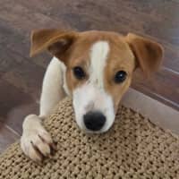 Photo of Harvey