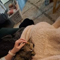 Photo of Minnie   10 Month Old Domestic Short Hair
