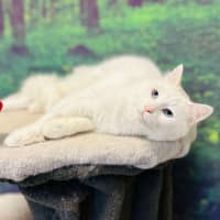 Photo of Alaska   Located In Preston