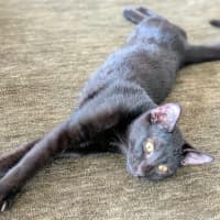 Photo of Freddo