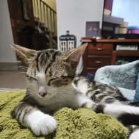 Photo of Merida