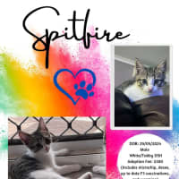 Photo of Spitfire