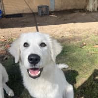 Photo of Luna