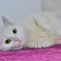 Photo of Madame Macadamia