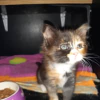 Photo of Purty&Precious