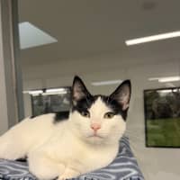 Photo of Pinot