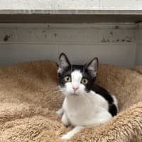 Photo of Cookie