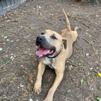 Photo of Homer