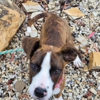 Photo of Lil Lasagna