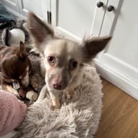 Photo of Ghost & Pippa