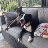 Photo of Foghorn Leghorn