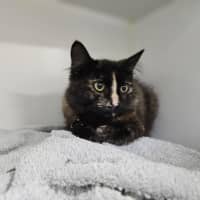 Photo of Missy