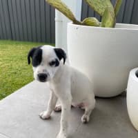 Photo of Indi