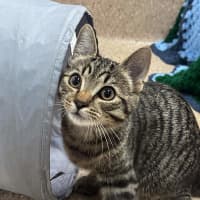 Photo of Tucker