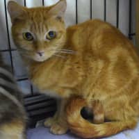 Photo of Citron