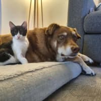 Photo of Lex 💙💙🐾