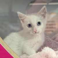 Photo of Chicken Loaf