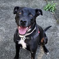 Photo of Onyx