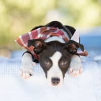 Photo of Blaze