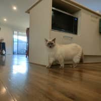 Photo of Sklya & Coco