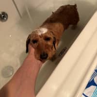 Photo of Sally And Jessie Wensleydale