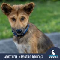 Photo of Heli   6 Month Old Dingo X (Trial 29/12)