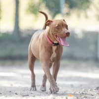 Photo of Ivy