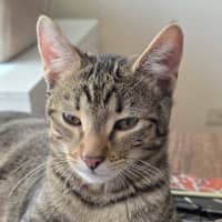 Photo of Woody ^^Dandy Cat Rescue^^