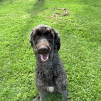 Photo of Teddy