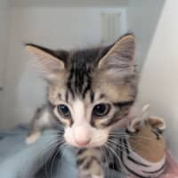 Photo of Lucky